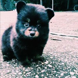 Meet your Posher, Abbey